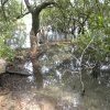 Salt Pan  Creek, site of 1930s landing stage